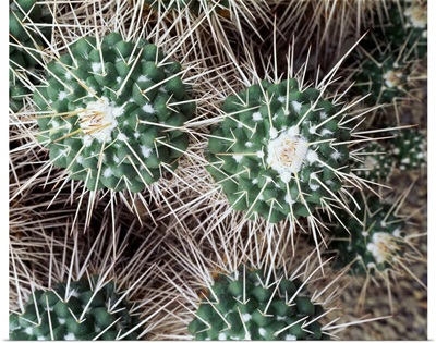 New York, Buffalo, Botanical Gardens, Close-up of a cactus plant