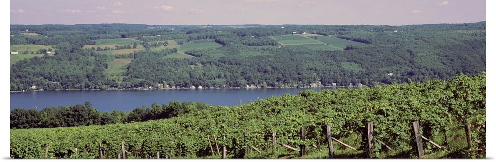 New York, Finger Lakes, Keuka Lake, vineyards