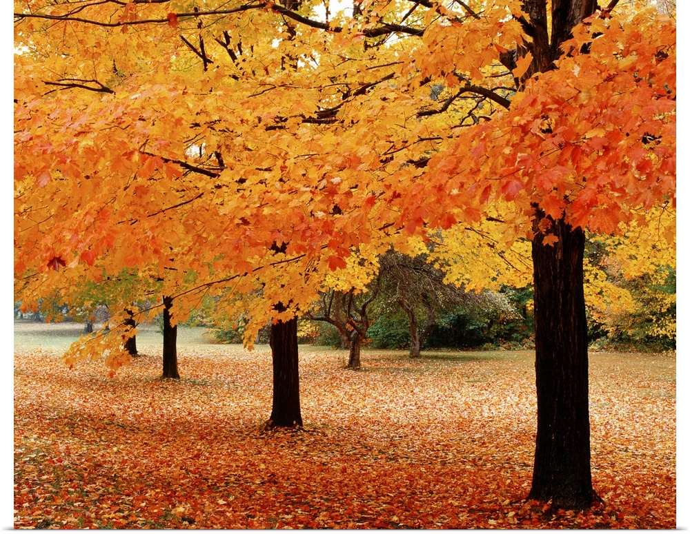 A photograph taken in a park during the fall with tree branches hanging down and leaves covering the ground.