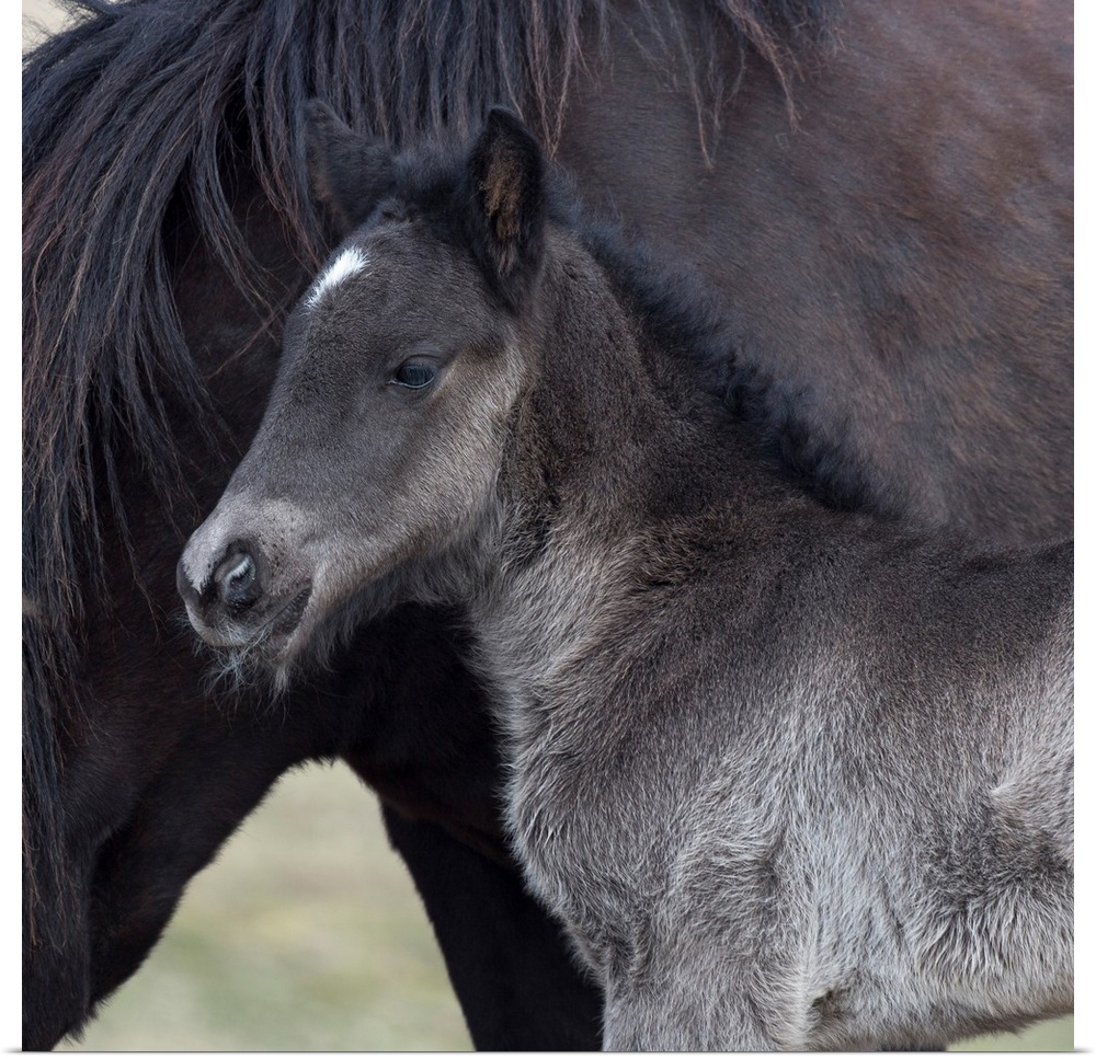 Newborn foal with horse, Iceland Iceland purebred horse.