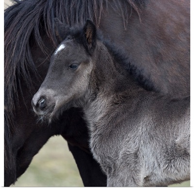 Newborn foal with horse, Iceland Iceland purebred horse