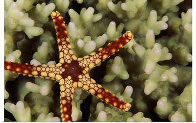 Noduled sea star (Fromia nodosa) on coral underwater, Maldives