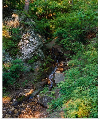 North Mountain stream, George Washington National Forest, Virginia