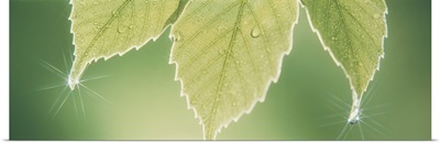 Oak Leaf With Dew Drops