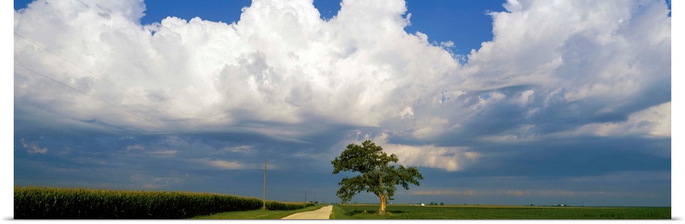 Oak tree in a landscape, Stelle, Illinois