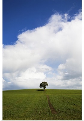 Oak Tree in Arable Field, Near Carlow, Co Carlow, Ireland