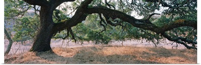 Oak tree on a field, Sonoma County, California