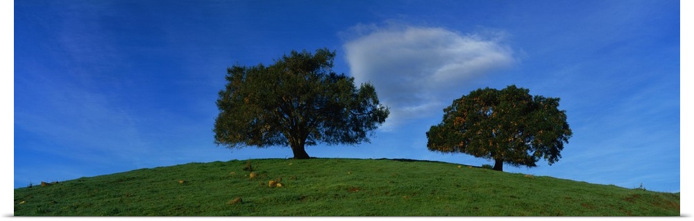 Oak Trees CA