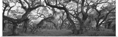 Oak trees in a forest, Lake Kissimmee State Park, Florida