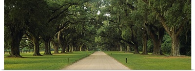 Oak trees on both sides of a path, Charleston, South Carolina