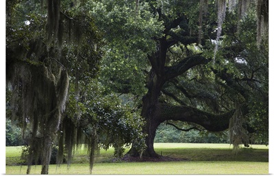 Oak trees on former plantation, St. Francisville, West Feliciana Parish, Louisiana