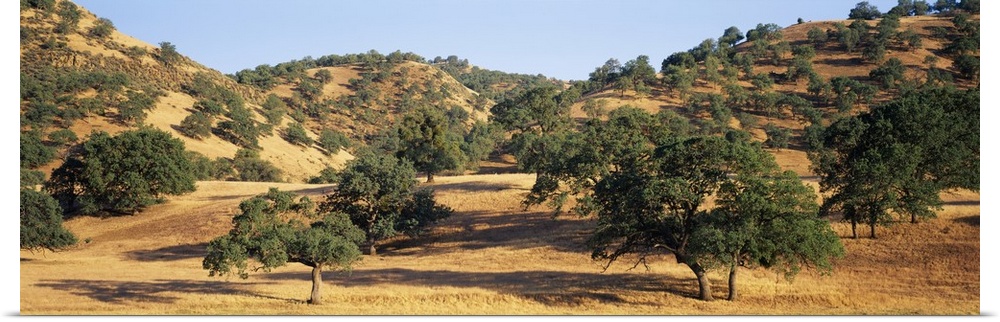 Large oak trees are scattered throughout a dry field and on top of hills that are seen in the background.