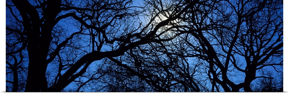 Panoramic photograph looks through an abundant amount of thick and thin bare tree limbs to get a glimpse of the moon glowi...