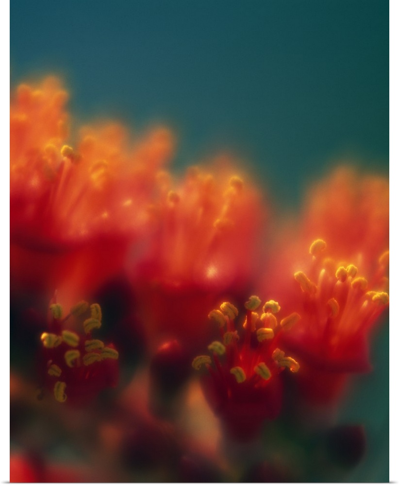Vertical, soft focus photograph of a cluster of ocotillo cactus blossoms basking in the sunlight.