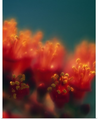 Ocotillo cactus blossoms, soft focus detail, Texas