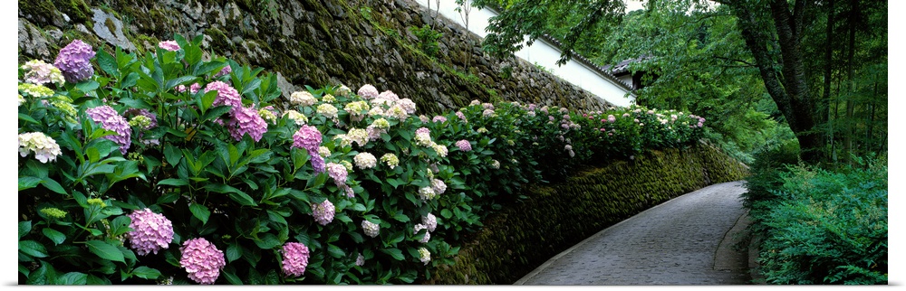 Old Wall with Hydrangea Hasedera-sando Sakurai Nara Japan