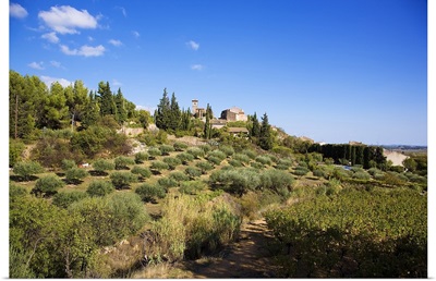 Olive Grove in Montouliers, Languedoc Roussillon, France