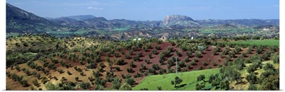Olive Groves Andalucia Spain