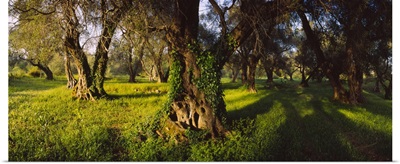 Olive trees on a landscape, Corfu, Ionian Islands, Greece