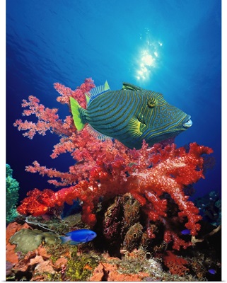 Orange Lined triggerfish (Balistapus undulatus) and soft corals in the ocean
