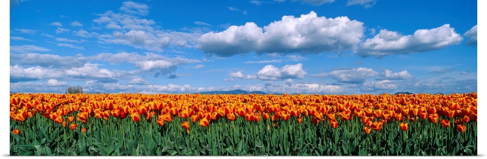 Panoramic photograph of tulip meadow with a cloudy sky above.