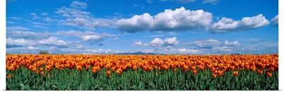 Orange Tulip Field Skagit Valley WA