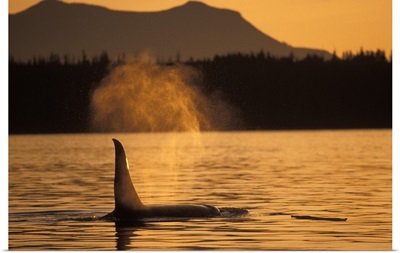Orca Killer Whale Vancouver Canada