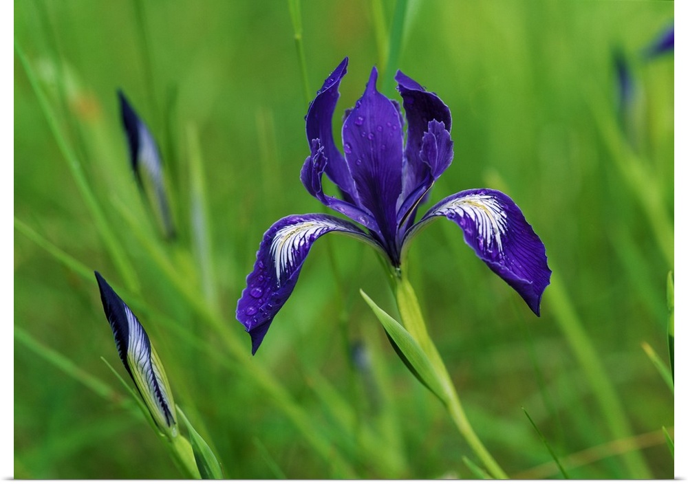 Horizontal, close up photograph of a blooming iris surrounded by several buds and long grasses in Oregon.