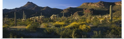 Organ Pipe Cactus National Monument AZ