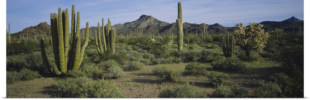 Organ pipe cactus on a landscape, Organ Pipe Cactus National Monument, Arizona