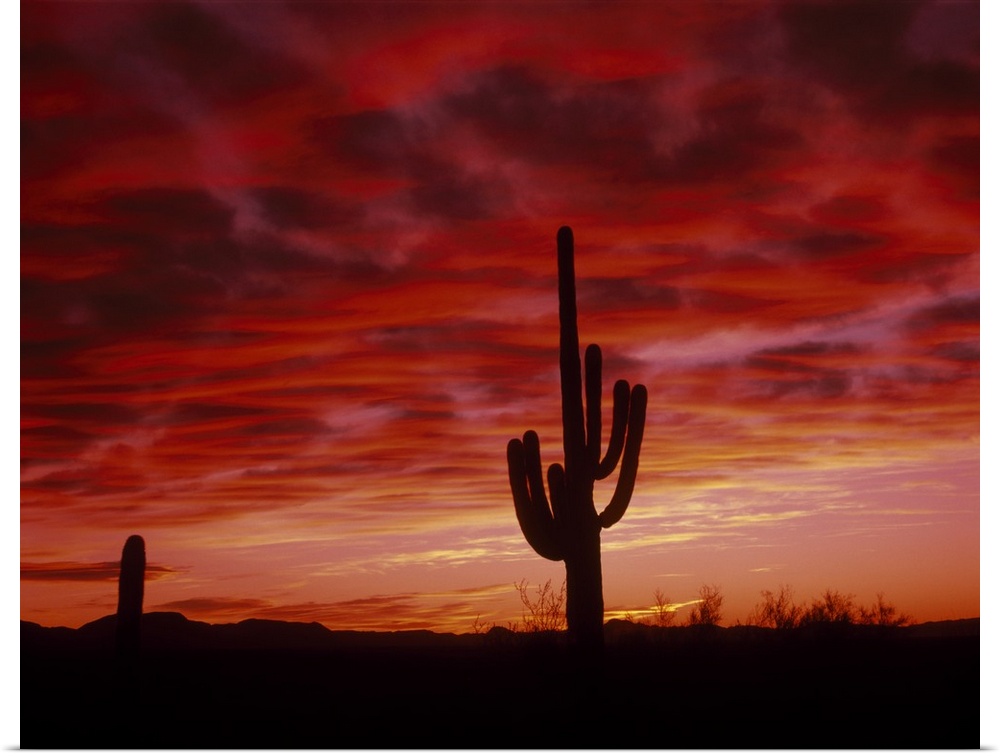 Silhouette of an organ pipe cactus at sunset in a desert in Arizona (AZ). Sky is full of vibrant colors.
