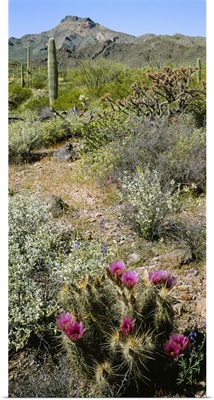 Organ Pipe Cactus (Stenocereus thurberi) in a field, Organ Pipe Cactus National Monument, Arizona