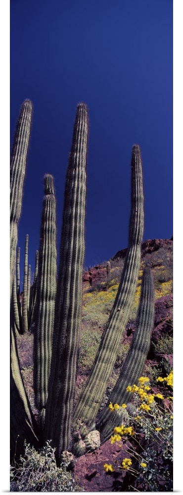 Organ Pipe cactus Stenocereus thurberi on a landscape Organ Pipe Cactus National Monument Arizona