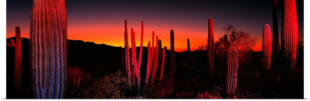 Cactuses catching the fading light in this panoramic photograph of this desert sunset.