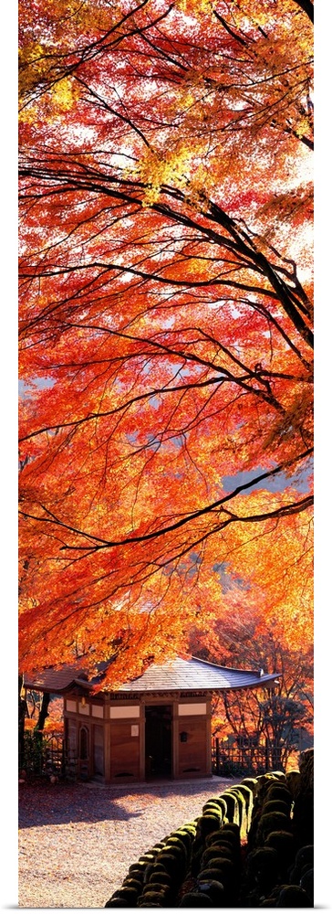 Tall and narrow photo on canvas of brightly colored trees in Japan with a small temple below.