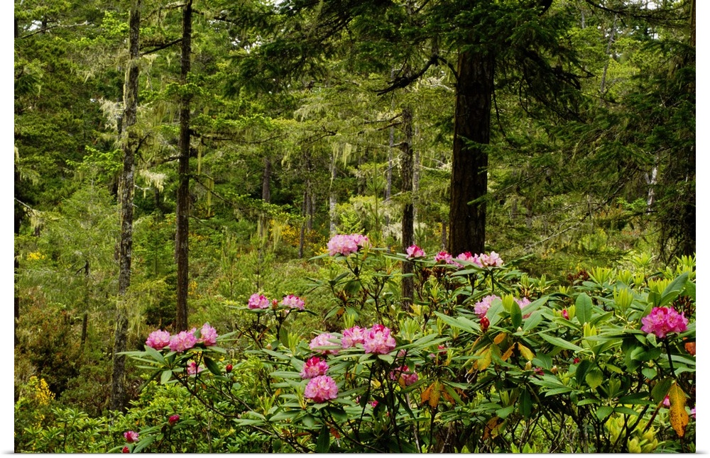 Pacific Rhododendron Flowers (Rhododendron Macrophyllum) Blooming In Forest