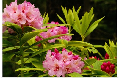 Pacific Rhododendron Flowers (Rhododendron Macrophyllum) In Bloom