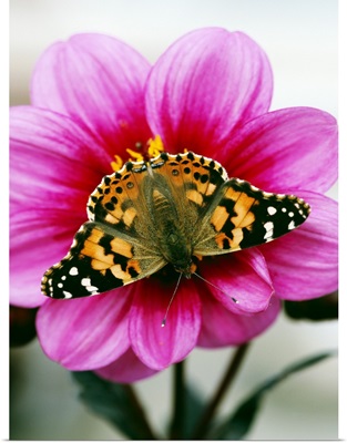 Painted Lady Butterfly On Dahlia Flower Blossom