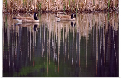 Pair Of Canada Geese On Still Water