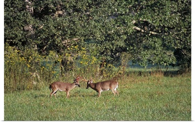 Pair of deer bucks rutting in grassy field, Great Smoky Mountains National Park, Tennessee