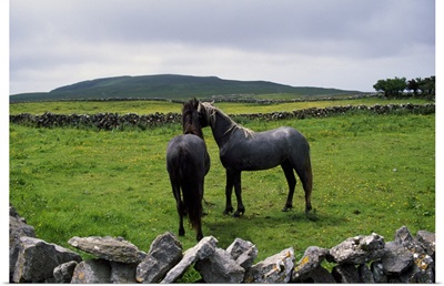 Pair of horses in rock fence-lined pasture, rural Ireland.