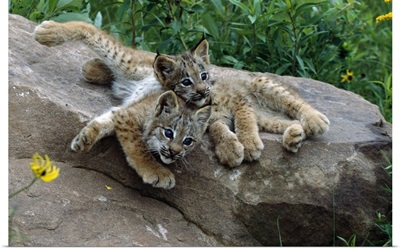 Pair of lynx kittens lying on rock, Minnesota