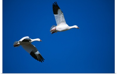 Pair of snow geese flying in blue sky, Bosque Del Apache, New Mexico