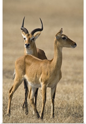Pair of Ugandan kobs (Kobus kob thomasi) mating behavior sequence