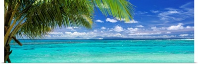 Palm tree on the beach, Huahine Island, Society Islands, French Polynesia