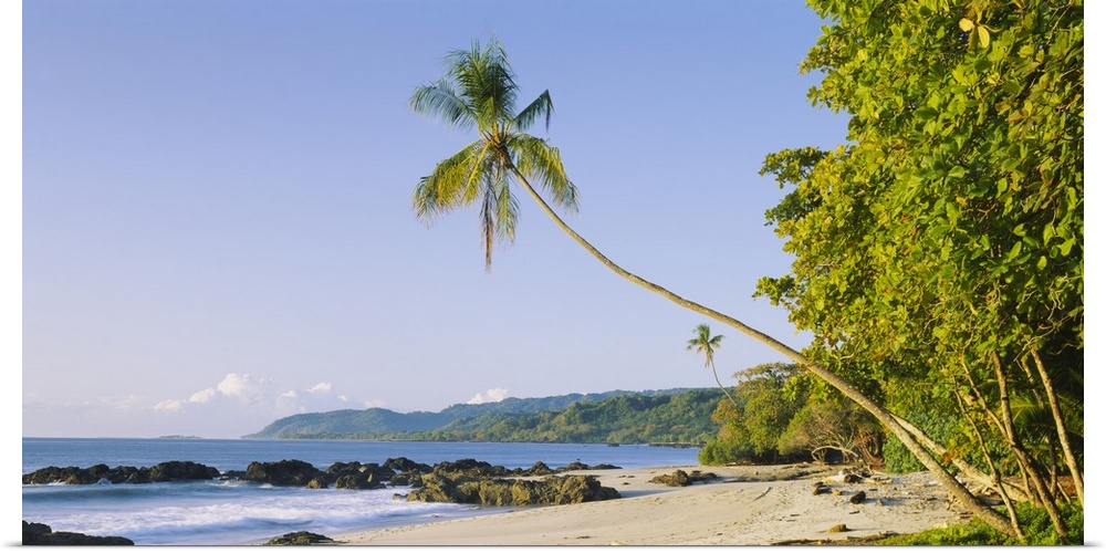 Palm tree on the beach, Montezuma Beach, Nicoya Peninsula, Costa Rica