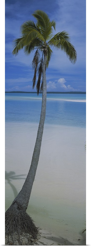 A single palm tree is photographed in vertical panoramic view with sand and ocean water just in front of it.