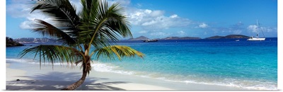 Palm tree on the beach, Salomon Beach, Virgin Islands National Park, St. John, US Virgin Islands