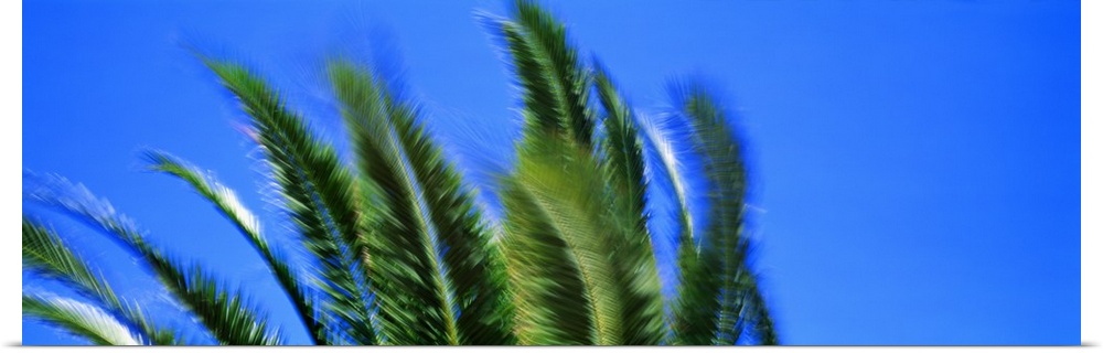 Palm Tree Top In The Wind