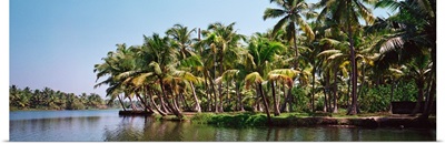 Palm trees along a river, Kerala, India